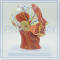 PNT-1631 Medical anatomy human half head model with vessels in the facial skull